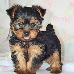 yorkshire-terrier.jpg