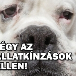 tegyel-az-allatkinzas-ellen.jpg