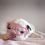 We+Heart+It+via+Tumblr+Dog+In+Pink+Glasses.jpg