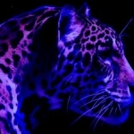 3DAnimals809.jpg