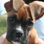 Macey_boxer_01.jpg_w450.jpg