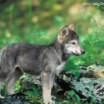 wolf pup.jpg