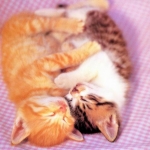 kitten_19_origi.jpg