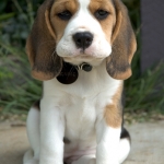 I love Beagles