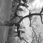 favourite tree.jpg