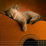 cica a gitáron!!.jpg