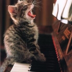 zongora cica!!!!!!!!!!!!!.jpg