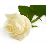 white-rose-4.jpg