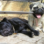 cuki-mopszok.jpg