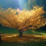 art_outside_tree_forest-30bf0a9561d4d50eb84edf4cc71635c9_h_thumb.jpg