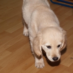 golden-retriever-kiskutya-vadaszik.jpg