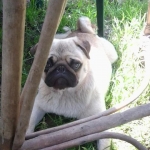 rudi