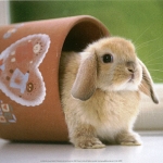 lgcfalm596+rabbit-by-petra-gehlhar-art-print.jpg