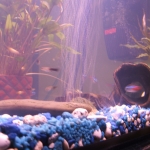 DSCF5239.JPG