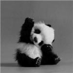 cuki panda.jpg