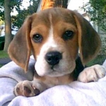 beagle-0008.jpg