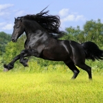 Black_horse.jpg