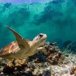 underwater-turtle-1366x768.jpg
