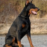 dobermann.jpg