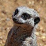 hatterkepek-allatos_6.jpg