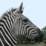 zebra :)