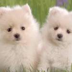 kutya_dog212.jpg