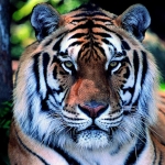 tigris_tiger60.jpg