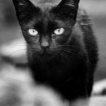 fekete-macska.jpg