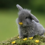 bunny-cute-flowers-grass-happy-placeeeee-favim.com-228905.jpg