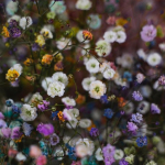 colorful flowers
