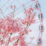 wheel and rose blossom.jpg