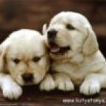 1155-3003~golden-retrievers-puppies-posters_127x102.jpg