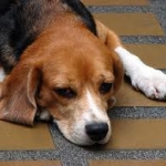 beagle.jpg