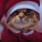 0CAT.jpg