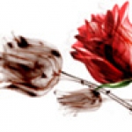 Xray Rose.jpg