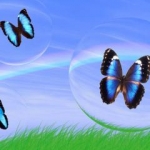 Butterfly--43973.jpg