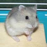 Szotyi3.jpg