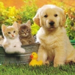 439782_439759_dog_002n.jpg