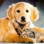 cat-and-dog1CIMLAP-b.jpg