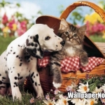 dog-and-cat-wallpaper.jpg