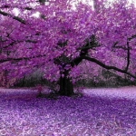 Awesome Purple Tree_106.jpg