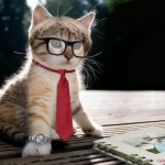 cute cat_301.jpg