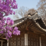 jane-sweeney-korea-seoul-changdeokgung-palace-cherry-blossom-at-changgyeongggung-palace.jpg
