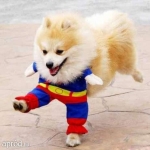 superman-kutyaruha-xs-aranyos-cuki-hajduszoboszlo_rev005.jpg