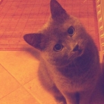 oszika♥