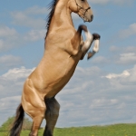 lovak12.jpg