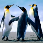 Pingvinkék