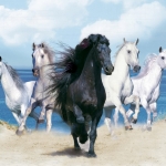 Animals-Wallpapers-Fantasy-Beautiful-Horses.jpg