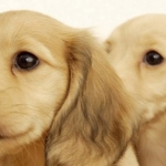 golden-retrievers-facebook-boritokep.jpg