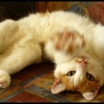 cat__by_Jasmiini.jpg